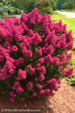 Berry Dazzle Dwarf Crape Myrtle - 1 Gallon Pot 12 Berry Dazzle Dwarf Crape Myrtle - 1 Gallon Pot -Garden Plant Seeds Crape Myrtle Berry Dazzle 14