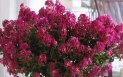Berry Dazzle Dwarf Crape Myrtle - 1 Gallon Pot 13 Berry Dazzle Dwarf Crape Myrtle - 1 Gallon Pot -Garden Plant Seeds Crape Myrtle Berry Dazzle 3 1