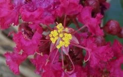 Berry Dazzle Dwarf Crape Myrtle (Single-Trunk Topiary) - 7 Gallon Pot -Garden Plant Seeds Crape Myrtle Berry Dazzle 4