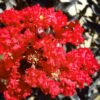 Black Diamond Red Hot Crape Myrtle - 2 Gallon Pot -Garden Plant Seeds Crape Myrtle Black Diamond Red Hot 1