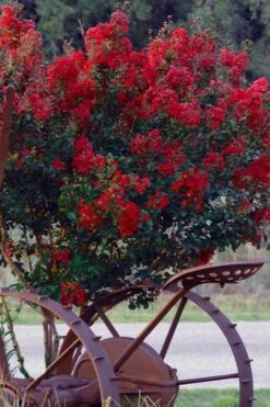 Black Diamond Red Hot Crape Myrtle (Multi-Trunk) - 7 Gallon Pot (4-5' HT) -Garden Plant Seeds Crape Myrtle Black Diamond Red Hot 2 1