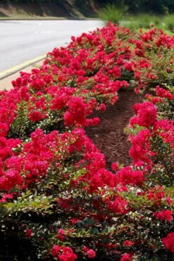 Cherry Dazzle Dwarf Crape Myrtle - 1 Gallon Pot -Garden Plant Seeds Crape Myrtle Cherry Dazzle 31