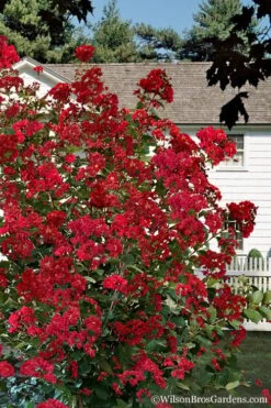 Colorama Scarlet Red Crape Myrtle - 5 Gallon Pot -Garden Plant Seeds Crape Myrtle Colorama Scarlet 1