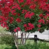 Colorama Scarlet Red Crape Myrtle - 5 Gallon Pot 1 Colorama Scarlet Red Crape Myrtle - 5 Gallon Pot -Garden Plant Seeds Crape Myrtle Colorama Scarlet 2