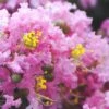 Dazzle Me Pink Dwarf Crape Myrtle - 2 Gallon Pot -Garden Plant Seeds Crape Myrtle Dazzle Me Pink 15