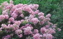 Dazzle Me Pink Dwarf Crape Myrtle - 2 Gallon Pot -Garden Plant Seeds Crape Myrtle Dazzle Me Pink 17