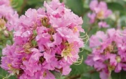 Dazzle Me Pink Dwarf Crape Myrtle - 3 Gallon Pot -Garden Plant Seeds Crape Myrtle Dazzle Me Pink Closeup 1