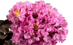 Delta Eclipse Crape Myrtle - 2 Gallon Pot -Garden Plant Seeds Crape Myrtle Delta Eclipse