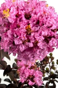 Delta Eclipse Crape Myrtle - 2 Gallon Pot -Garden Plant Seeds Crape Myrtle Delta Eclipse BS