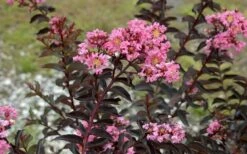 Delta Jazz Crape Myrtle - 2 Gallon Pot -Garden Plant Seeds Crape Myrtle Delta Jazz