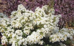 Diamond Dazzle Dwarf Crape Myrtle - 3 Gallon Pot 12 Diamond Dazzle Dwarf Crape Myrtle - 3 Gallon Pot -Garden Plant Seeds Crape Myrtle Diamond Dazzle