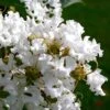 Diamond Dazzle Dwarf Crape Myrtle - 3 Gallon Pot -Garden Plant Seeds Crape Myrtle Diamond Dazzle 5