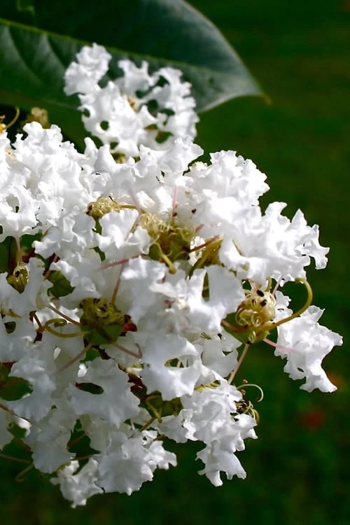 Diamond Dazzle Dwarf Crape Myrtle - 3 Gallon Pot 3 Diamond Dazzle Dwarf Crape Myrtle - 3 Gallon Pot