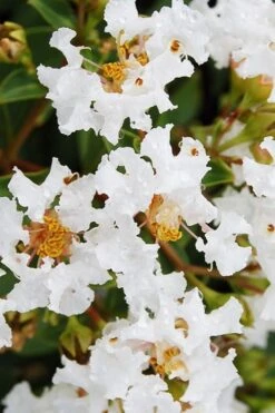 Diamond Dazzle Dwarf Crape Myrtle - 3 Gallon Pot 13 Diamond Dazzle Dwarf Crape Myrtle - 3 Gallon Pot -Garden Plant Seeds Crape Myrtle Diamond Dazzle BS