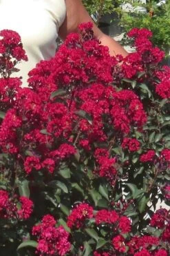Double Dynamite Crape Myrtle Tree (Single Trunk Tree) - 7 Gallon Pot (5-6') -Garden Plant Seeds Crape Myrtle Double Dynamite 25