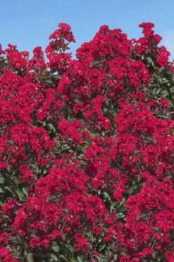 Double Dynamite Crape Myrtle Tree (Single Trunk Tree) - 7 Gallon Pot (5-6') -Garden Plant Seeds Crape Myrtle Double Dynamite 26
