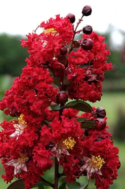 Dynamite Red Crape Myrtle - 7 Gallon Pot (5-6') -Garden Plant Seeds Crape Myrtle Dynamite Rev 2 500x750 1
