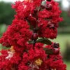 Dynamite Red Crape Myrtle - 6 Pack Of 1 Gallon Pots -Garden Plant Seeds Crape Myrtle Dynamite Rev 2 500x750 3