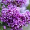 Early Bird Purple Crape Myrtle - 2 Gallon Pot -Garden Plant Seeds Crape Myrtle Early Bird BS