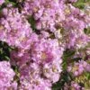 Early Bird Lavender Crape Myrtle - 3 Gallon Pot -Garden Plant Seeds Crape Myrtle Early Bird Lavender 27