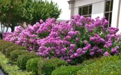 Early Bird Purple Crape Myrtle - 2 Gallon Pot 10 Early Bird Purple Crape Myrtle - 2 Gallon Pot -Garden Plant Seeds Crape Myrtle Early Bird Purple 2