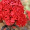 Ebony Flame Crape Myrtle - 2 Gallon Pot -Garden Plant Seeds Crape Myrtle Ebony Flame 21