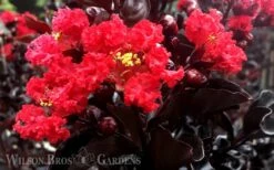 Ebony Flame Crape Myrtle - 2 Gallon Pot -Garden Plant Seeds Crape Myrtle Ebony Flame