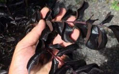 Ebony Flame Crape Myrtle - 2 Gallon Pot -Garden Plant Seeds Crape Myrtle Ebony Flame Black Leaves