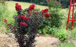 Ebony Flame Crape Myrtle - 7 Gallon Pot (4-5') -Garden Plant Seeds Crape Myrtle Ebony Flame Tree 1