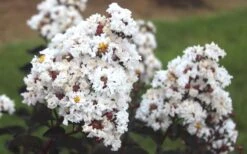 Lunar Magic Crape Myrtle Tree (Multi Trunk) - 3 Gallon Pot -Garden Plant Seeds Crape Myrtle Ebony Ivory 1