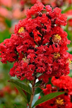 Enduring Summer Red Crape Myrtle Tree (Single Trunk) - 7 Gallon Pot -Garden Plant Seeds Crape Myrtle Enduring Summer Redr BS