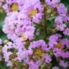 Muskogee Lavender Crape Myrtle - 3 Gallon Pot -Garden Plant Seeds Crape Myrtle Muskgogee BS