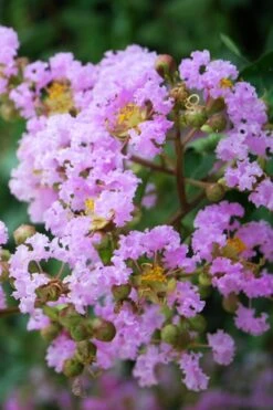 Muskogee Lavender Crape Myrtle - 5 Gallon Pot