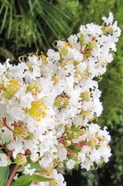 Natchez White Crape Myrtle - 6 Pack Of 1 Gallon Pots 14 Natchez White Crape Myrtle - 6 Pack Of 1 Gallon Pots -Garden Plant Seeds Crape Myrtle Natchez 11 2