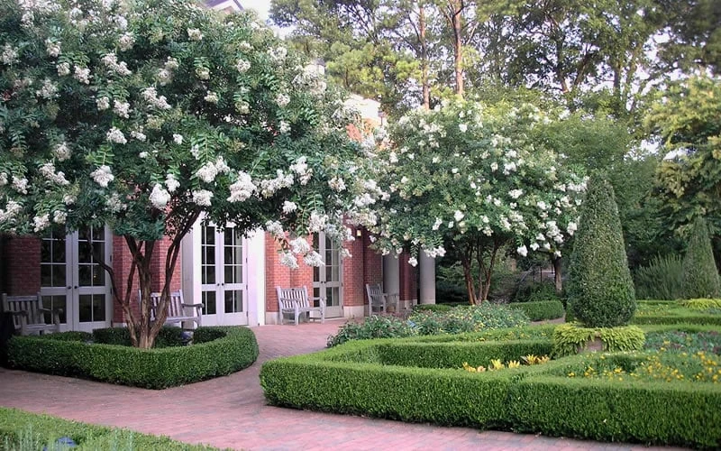 Natchez White Crape Myrtle - 6 Pack Of 1 Gallon Pots 9 Natchez White Crape Myrtle - 6 Pack Of 1 Gallon Pots - Image 7