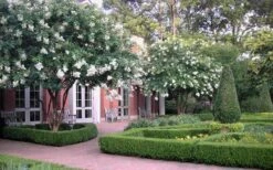 Natchez White Crape Myrtle - 3 Gallon Pot -Garden Plant Seeds Crape Myrtle Natchez 13