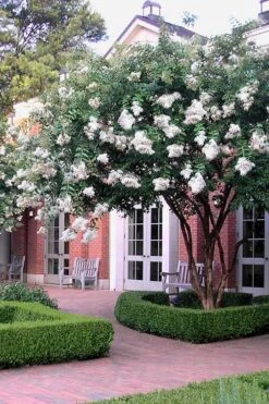 Natchez White Crape Myrtle - 6 Pack Of 1 Gallon Pots 13 Natchez White Crape Myrtle - 6 Pack Of 1 Gallon Pots -Garden Plant Seeds Crape Myrtle Natchez 14 2