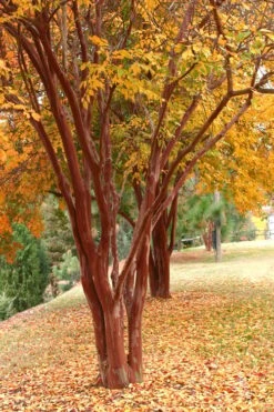 Natchez White Crape Myrtle - 3 Gallon Pot -Garden Plant Seeds Crape Myrtle Natchez 17