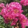 Pocomoke Dwarf Crape Myrtle - 1 Gallon Pot 2 Pocomoke Dwarf Crape Myrtle - 1 Gallon Pot -Garden Plant Seeds Crape Myrtle Pocomoke 26