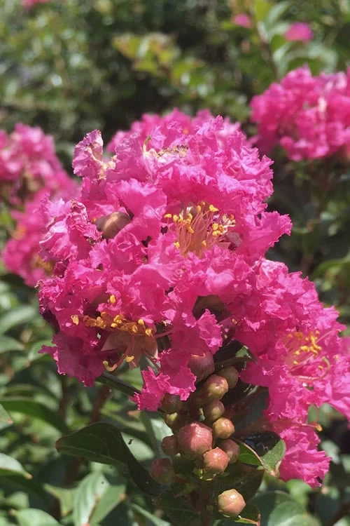 Pocomoke Dwarf Crape Myrtle - 6 Pack Of 1 Gallon Pots 3 Pocomoke Dwarf Crape Myrtle - 6 Pack Of 1 Gallon Pots