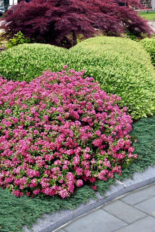 Pocomoke Dwarf Crape Myrtle - 6 Pack Of 1 Gallon Pots 6 Pocomoke Dwarf Crape Myrtle - 6 Pack Of 1 Gallon Pots - Image 4