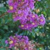 Purple Cow Crape Myrtle - 2 Gallon Pot -Garden Plant Seeds Crape Myrtle Purple Cow 1