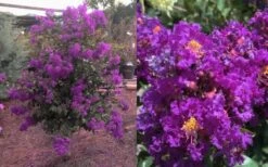 Purple Magic Crape Myrtle - 3 Gallon Pot -Garden Plant Seeds Crape Myrtle Purple Magic 12