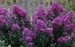 Purple Magic Crape Myrtle - 3 Gallon Pot -Garden Plant Seeds Crape Myrtle Purple Magic 13