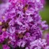 Purple Magic Crape Myrtle - 3 Gallon Pot -Garden Plant Seeds Crape Myrtle Purple Magic 20 500x750 1