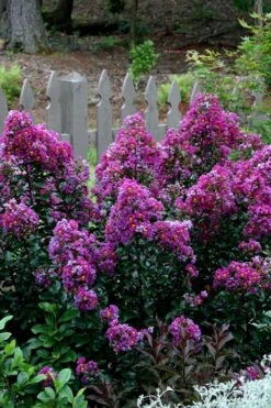 Purple Magic Crape Myrtle - 3 Gallon Pot -Garden Plant Seeds Crape Myrtle Purple Magic 500x750 1
