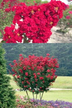 Red Rocket Crape Myrtle - 6 Pack Of 1 Gallon Pots -Garden Plant Seeds Crape Myrtle Red Rocket 500x750 1