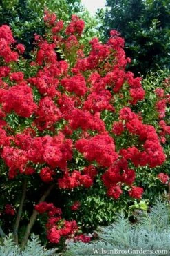 Red Rocket Crape Myrtle - 3 Gallon Pot -Garden Plant Seeds Crape Myrtle Red Rocket 7 1