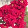 Red Rocket Crape Myrtle - 6 Pack Of 1 Gallon Pots -Garden Plant Seeds Crape Myrtle Red Rocket Closeup 500x750 1