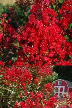 Red Rooster Crape Myrtle Tree (Single Trunk) - 3 Gallon Pot -Garden Plant Seeds Crape Myrtle Red Rooster 2 500 x750